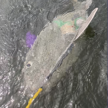 Shark Attack Drag Bag!